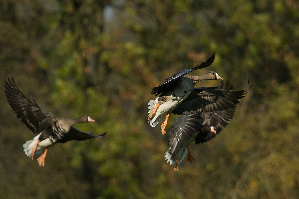 Wildgänse am Niederrhein