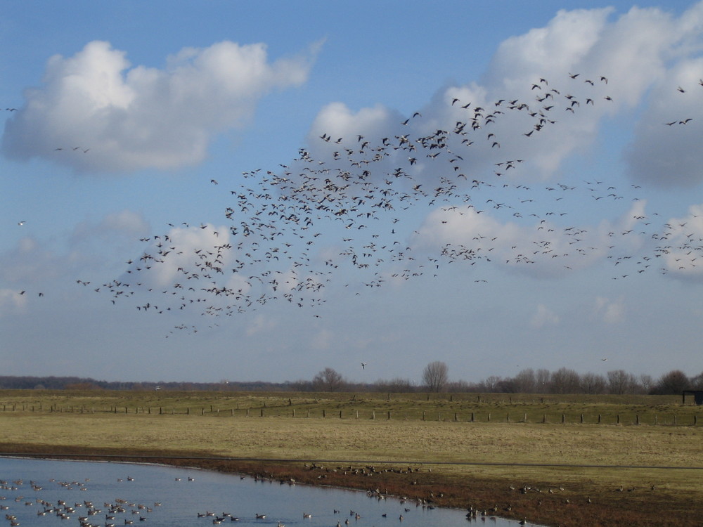 Wildgänse am Niederrhein