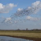 Wildgänse am Niederrhein