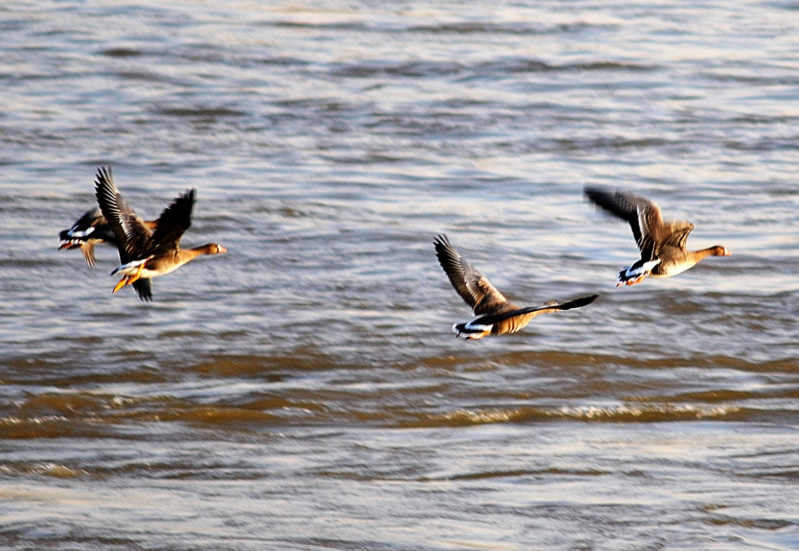 Wildgänse am Niederrhein