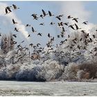 Wildgänse am Niederrhein