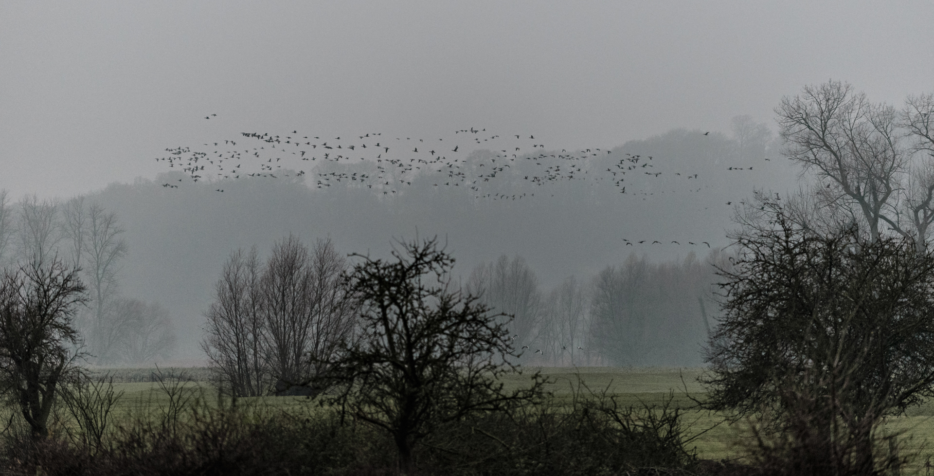 Wildgänse am Niederrhein