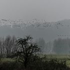 Wildgänse am Niederrhein