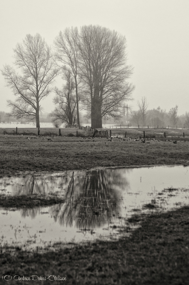 Wildgänse am Niederrhein ** III **