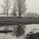 Wildgänse am Niederrhein ** III **