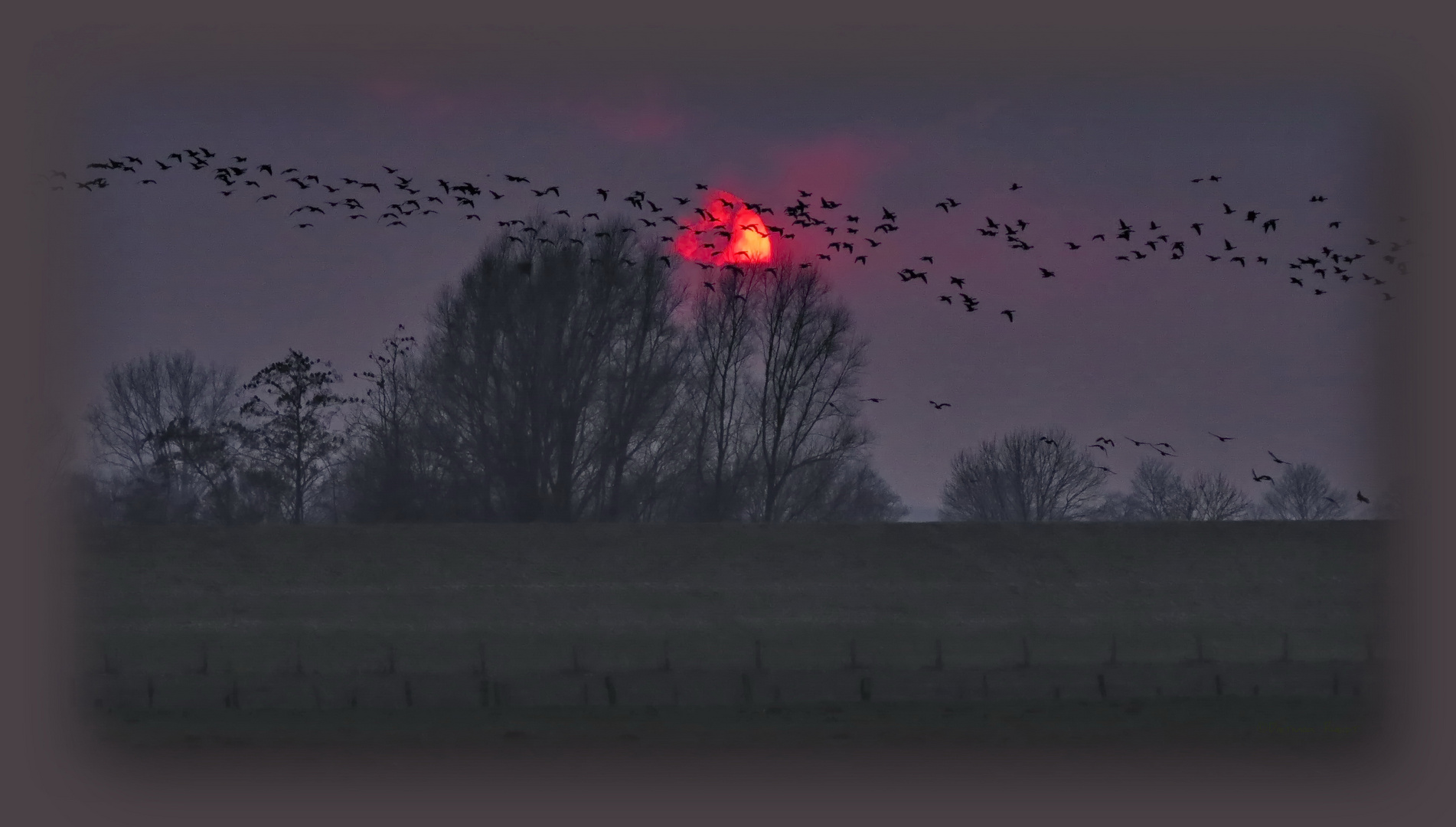 Wildgänse am Niederrhein über Düffelward