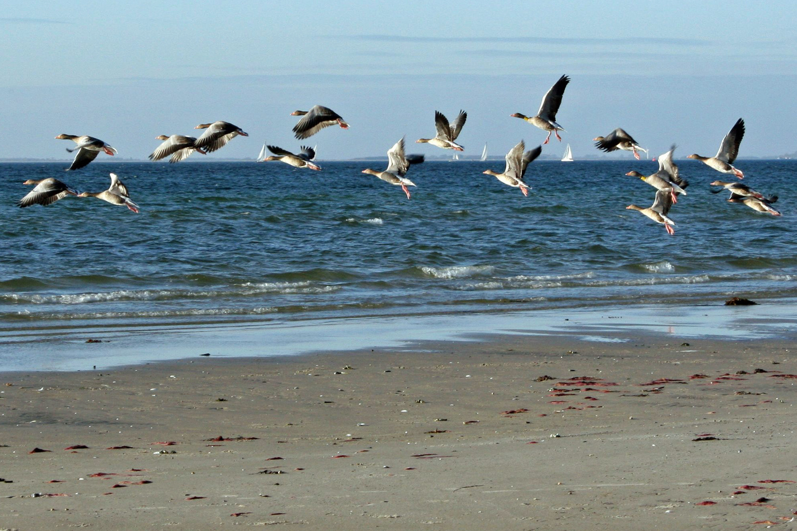 Wildgänse am Ostseestrand