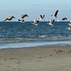 Wildgänse am Ostseestrand