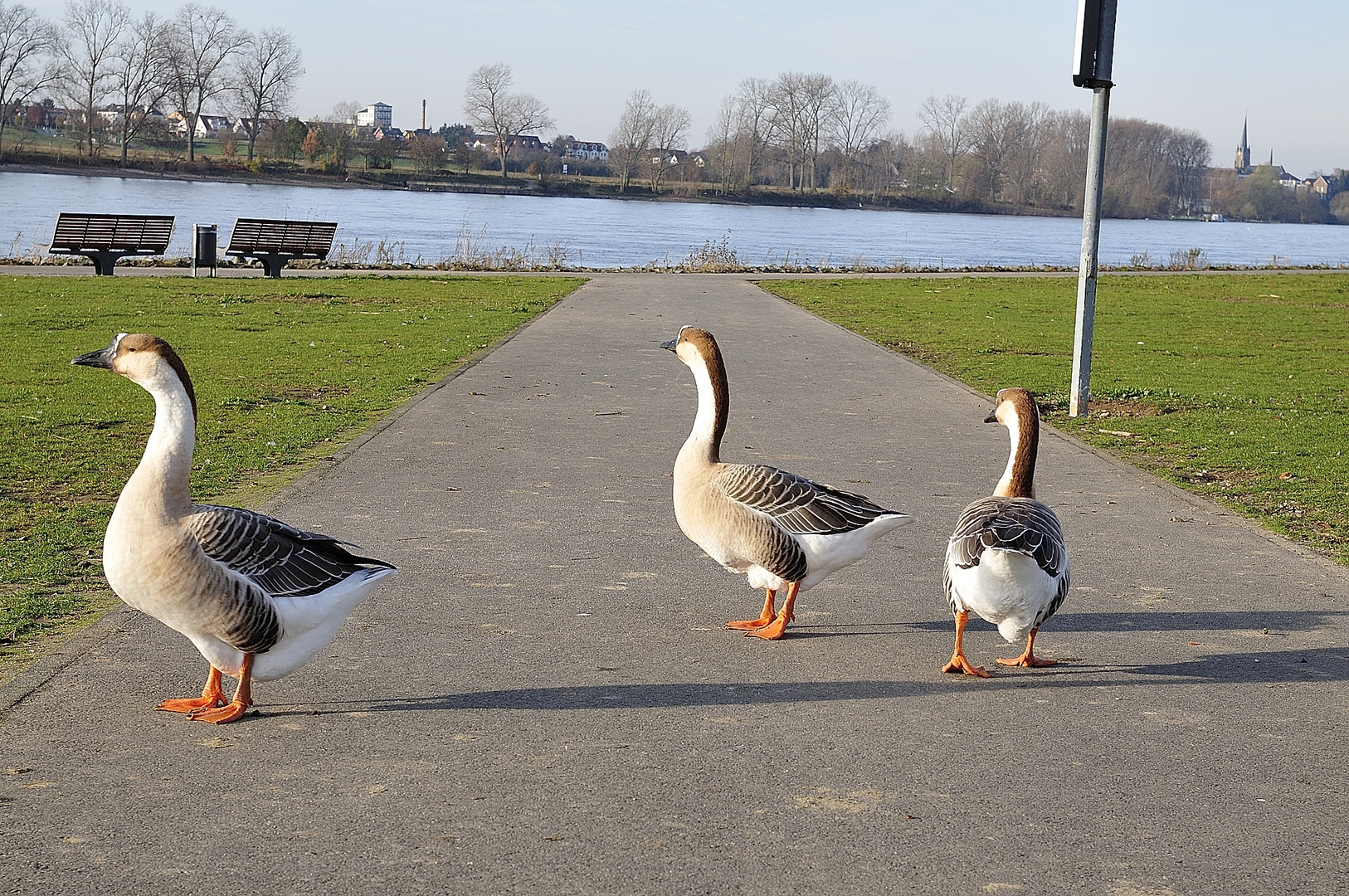 Wildgänse am Rhein