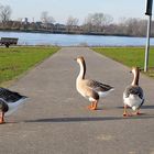 Wildgänse am Rhein