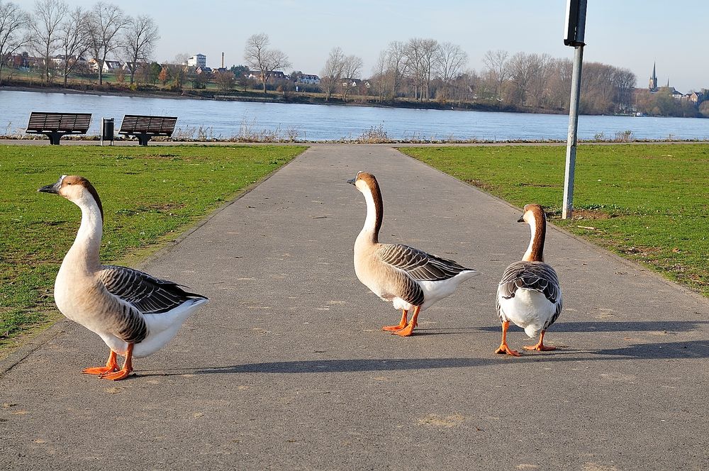 Wildgänse am Rhein