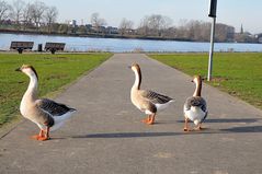 Wildgänse am Rhein