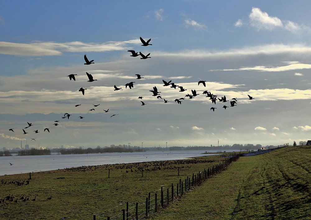 Wildgänse am Rhein