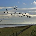 Wildgänse am Rhein