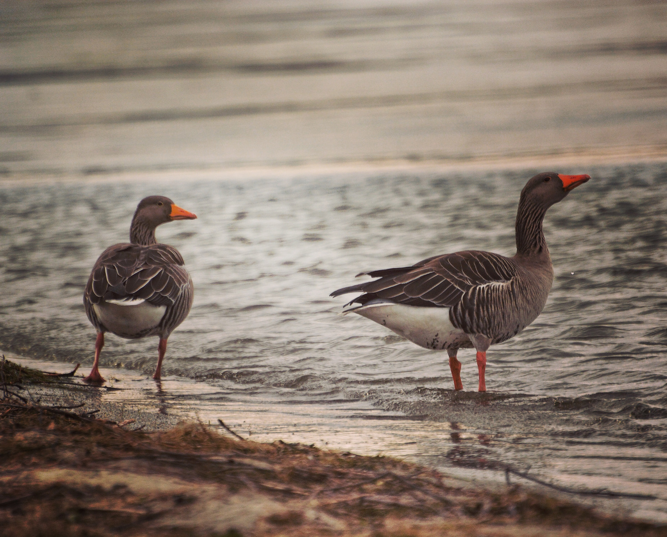 Wildgänse am Salzgittersee 