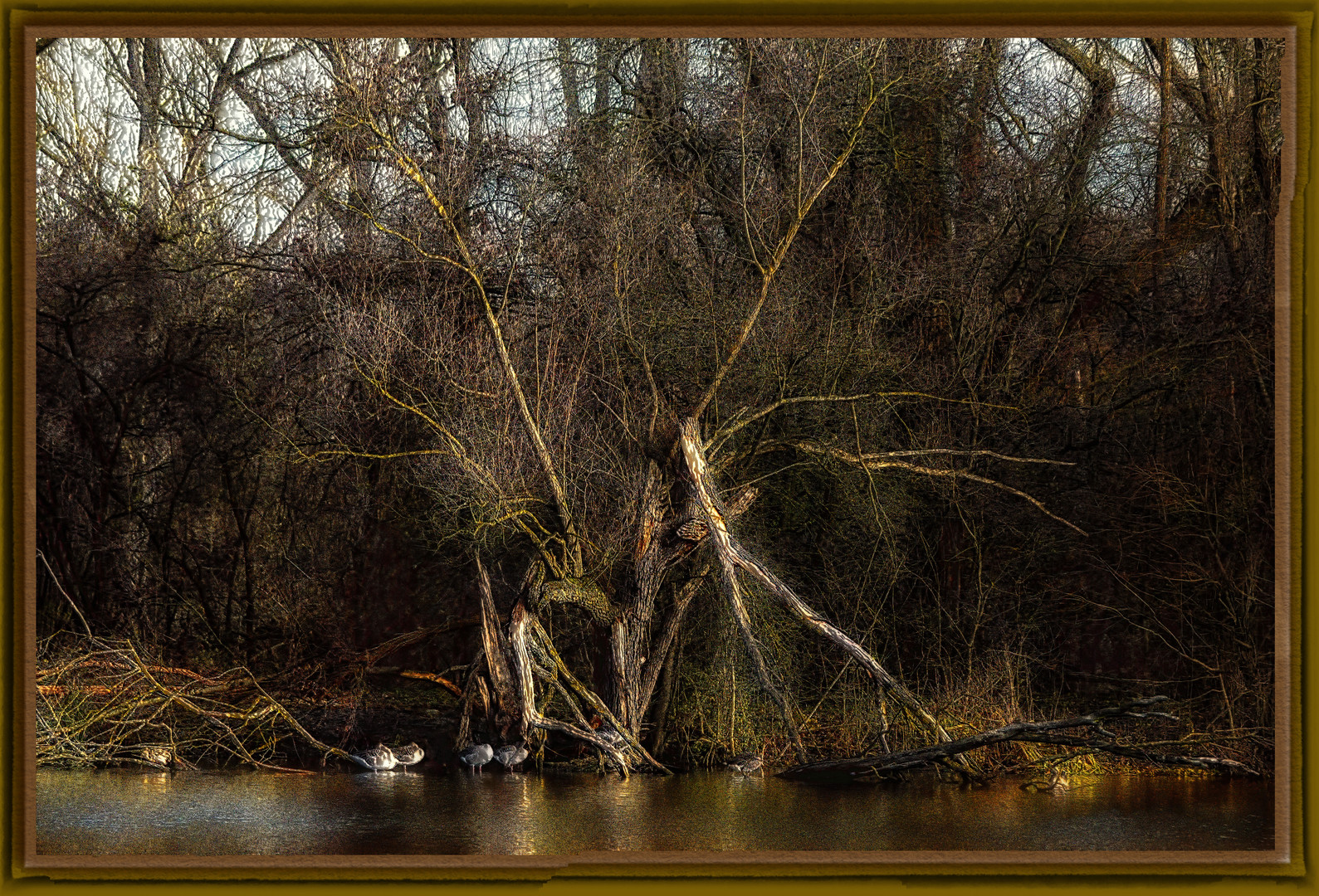 Wildgänse am See