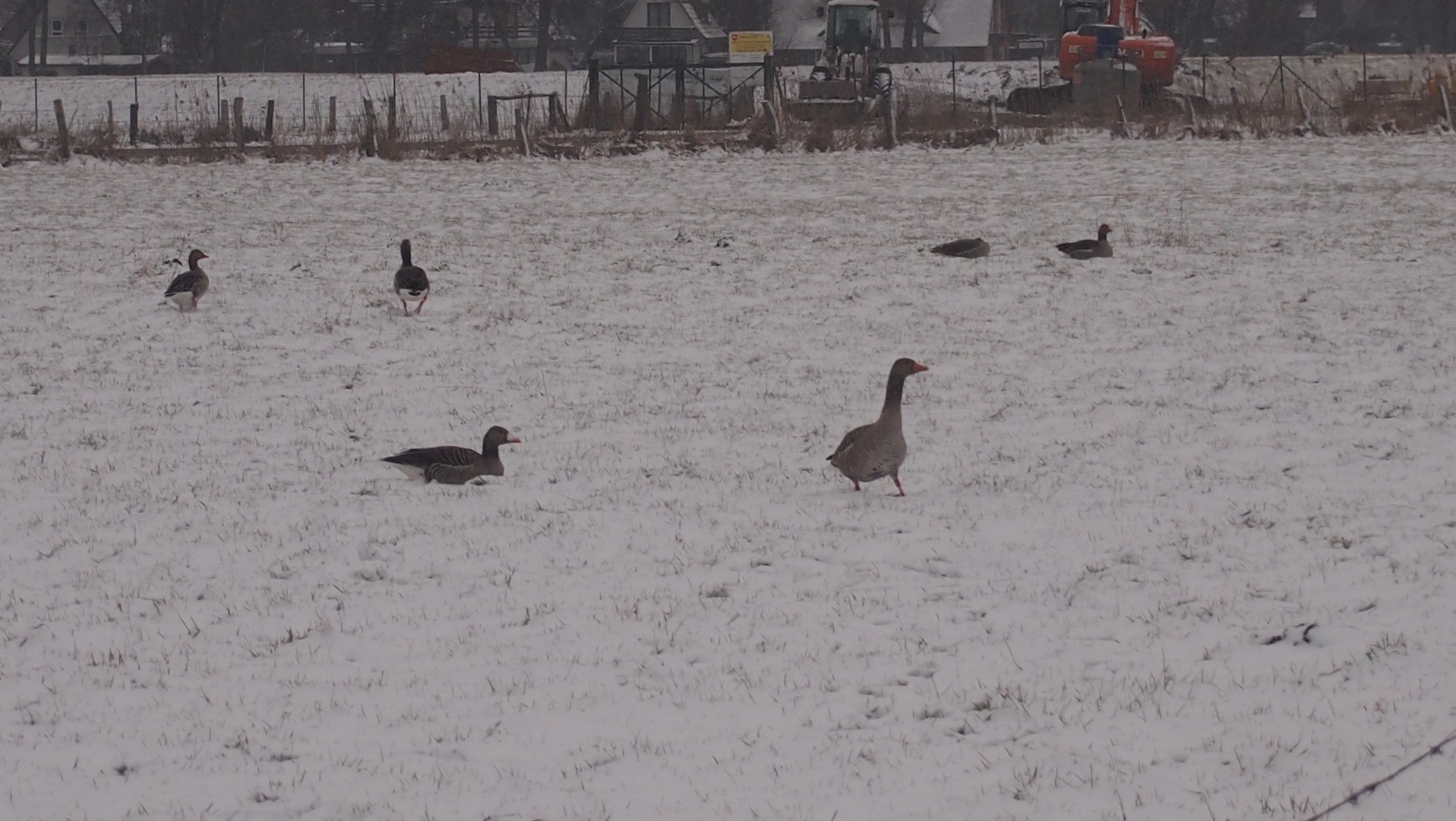 Wildgänse am Steinhuder Meer