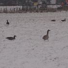 Wildgänse am Steinhuder Meer