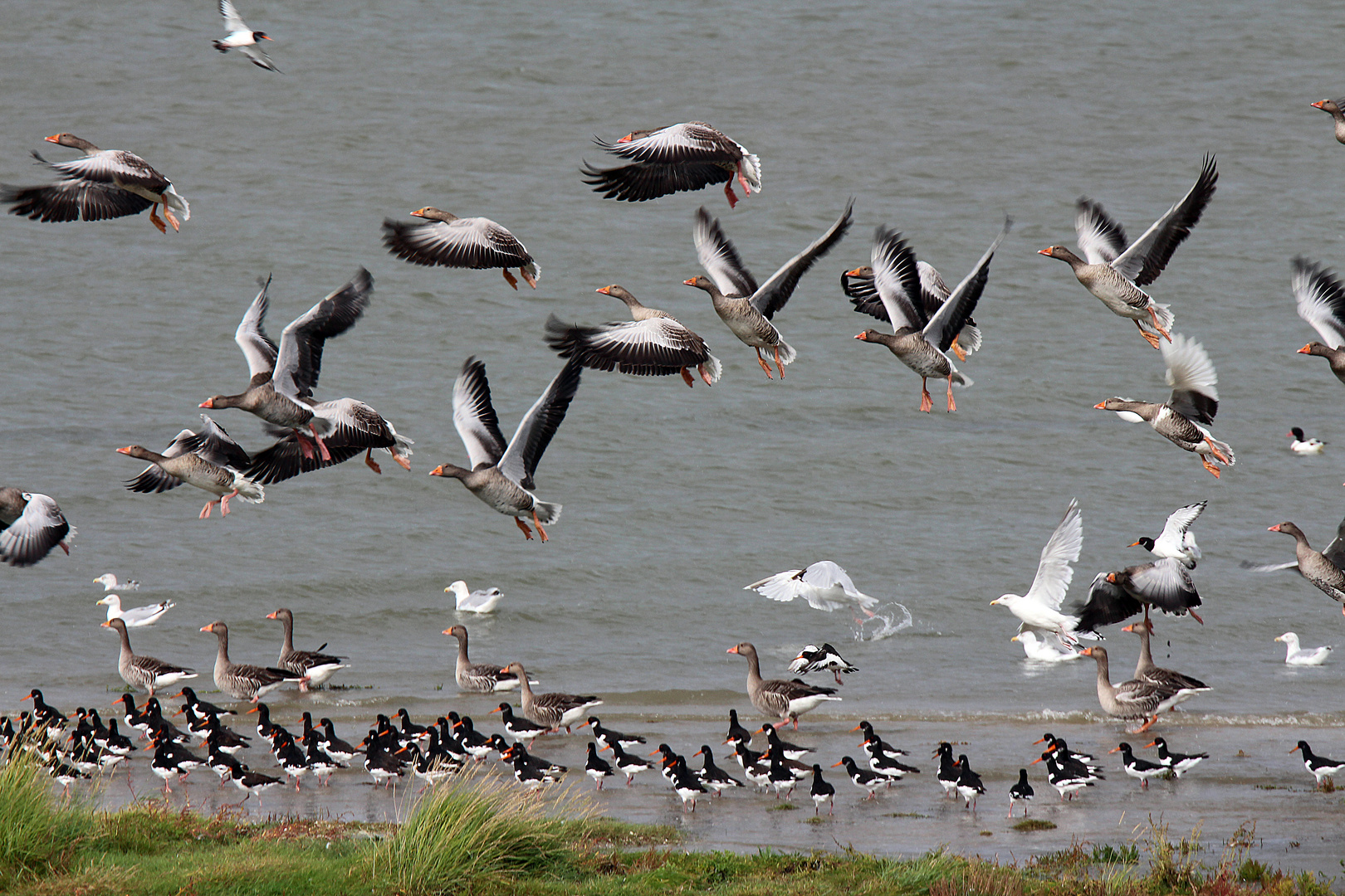 Wildgänse am Wattenmeer