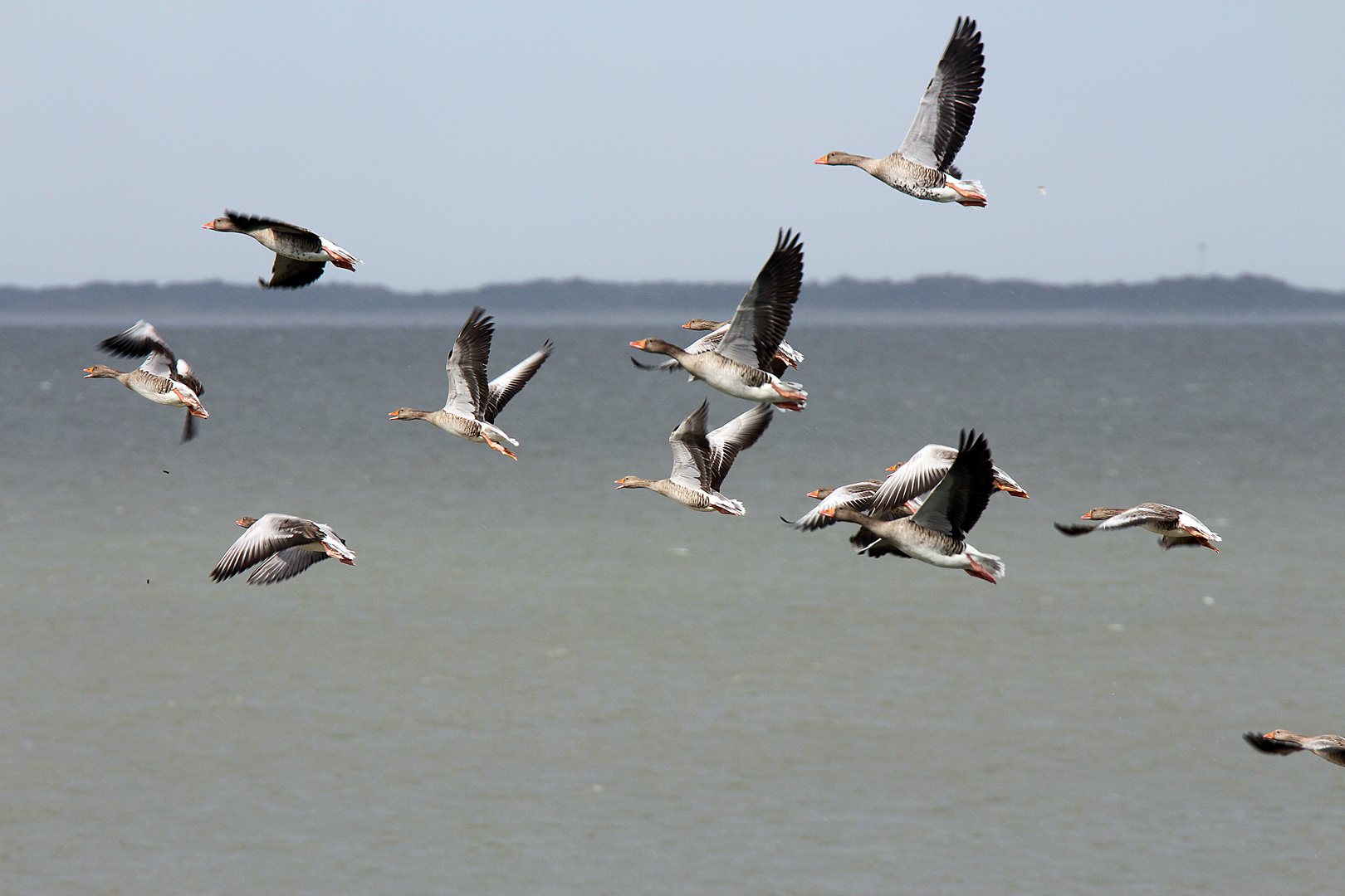 Wildgänse am Wattenmeer Fortsetzung