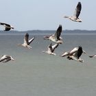 Wildgänse am Wattenmeer Fortsetzung