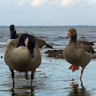 Wildgänse an der Ostsee