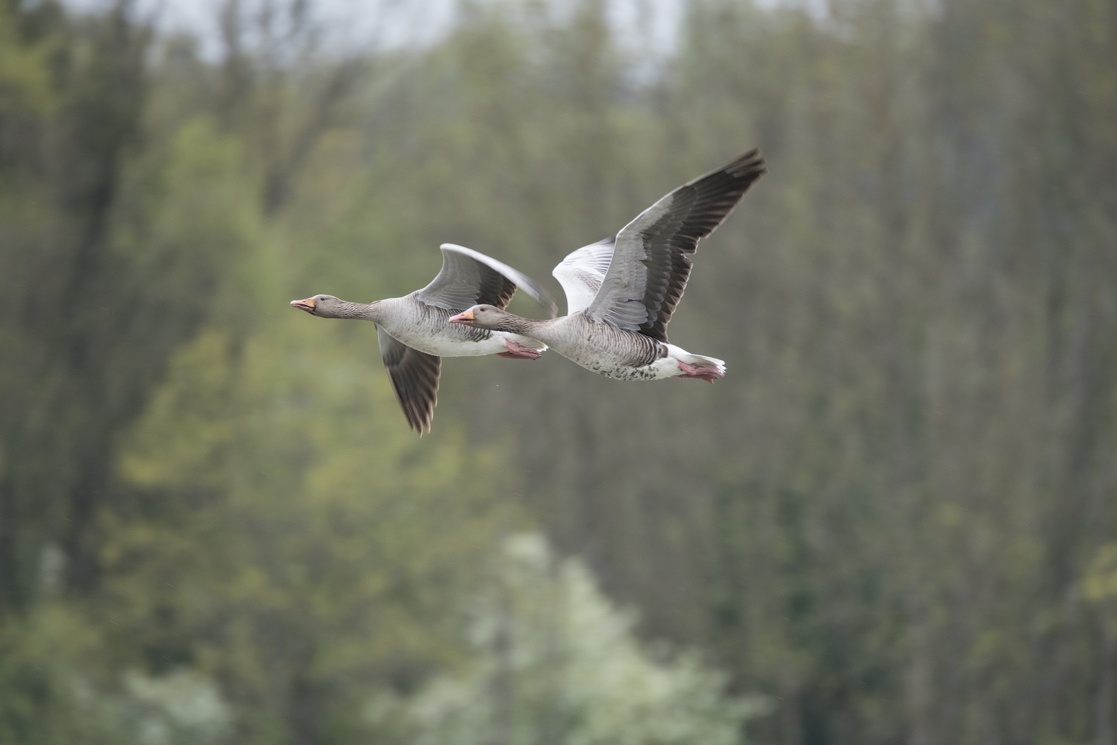 Wildgänse an der Reuss