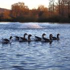 Wildgänse auf dem Bruchsee (I)