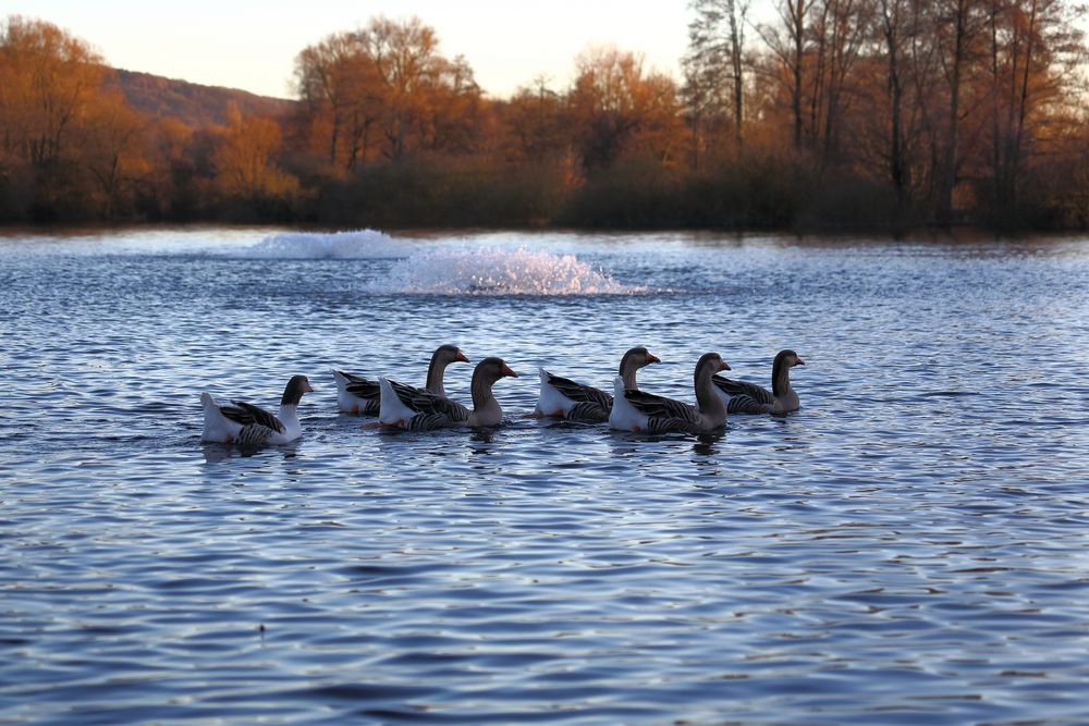 Wildgänse auf dem Bruchsee (I)