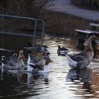 Wildgänse auf dem Bruchsee (II)