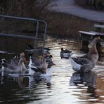 Wildgänse auf dem Bruchsee (II)