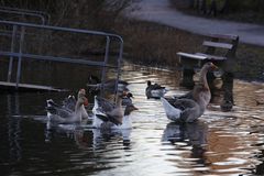 Wildgänse auf dem Bruchsee (II)