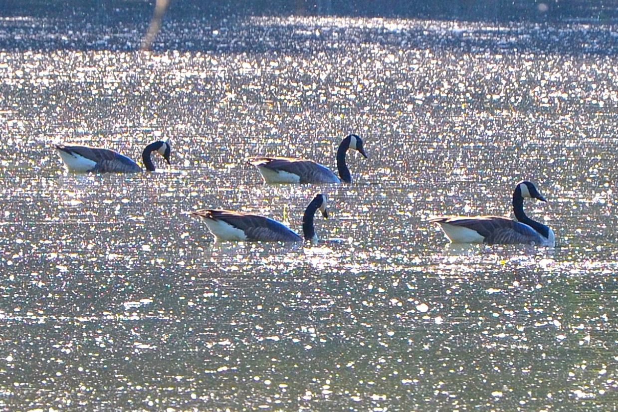 Wildgänse auf dem glitzernden See