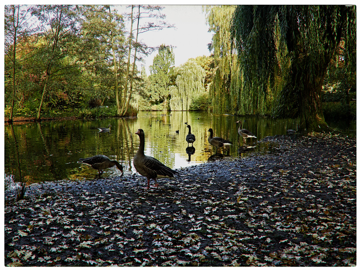 Wildgänse auf der Durchreise