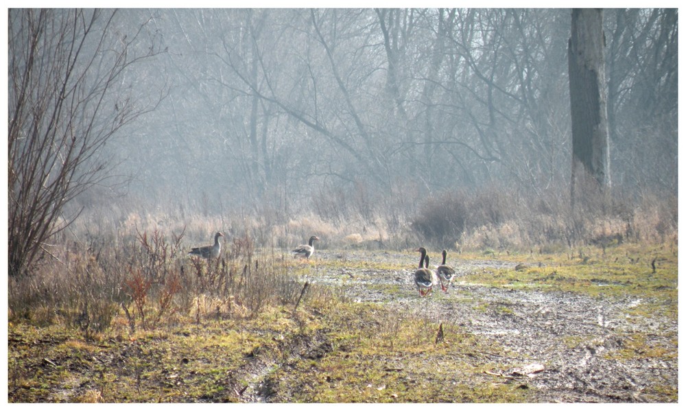 Wildgänse auf Landgang.Am Freizeitsee in Northeim.