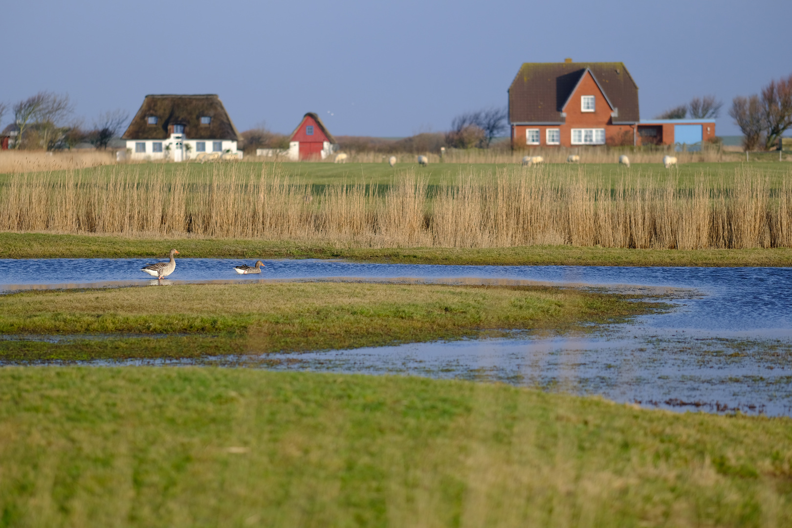 Wildgänse auf Pellworm