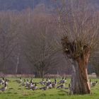 Wildgänse auf satten Wiesen