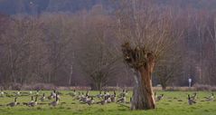 Wildgänse auf satten Wiesen