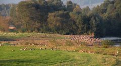 Wildgänse bei der Rast an der Geschiebesperre im Leinepolder.