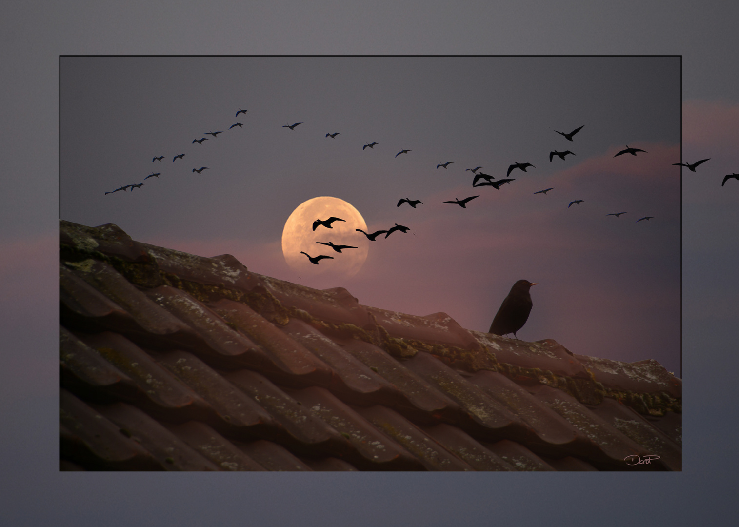 Wildgänse bei frühem Vollmond am Altrhein bei Millingen