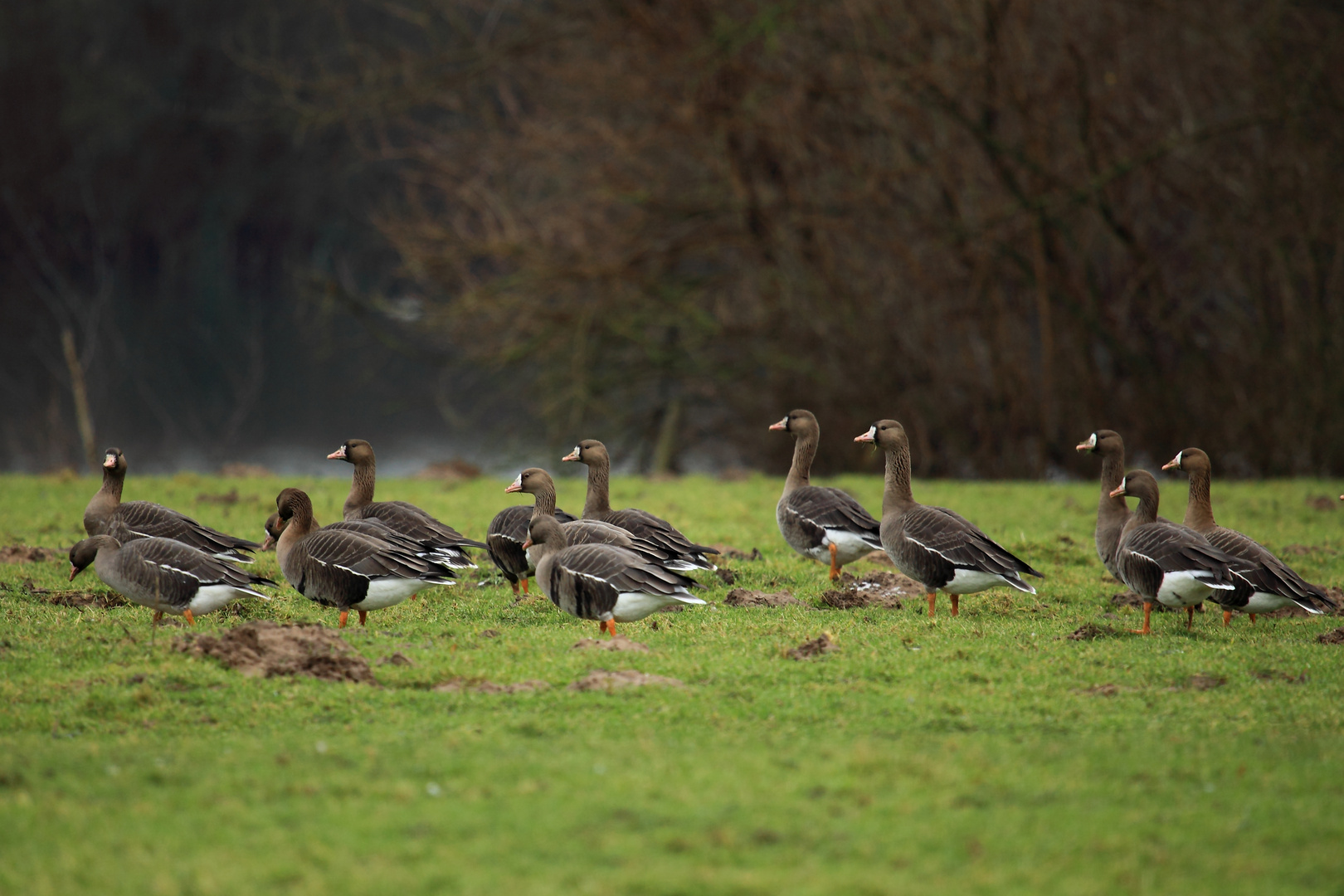 Wildgänse bei Regenwetter