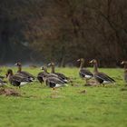 Wildgänse bei Regenwetter