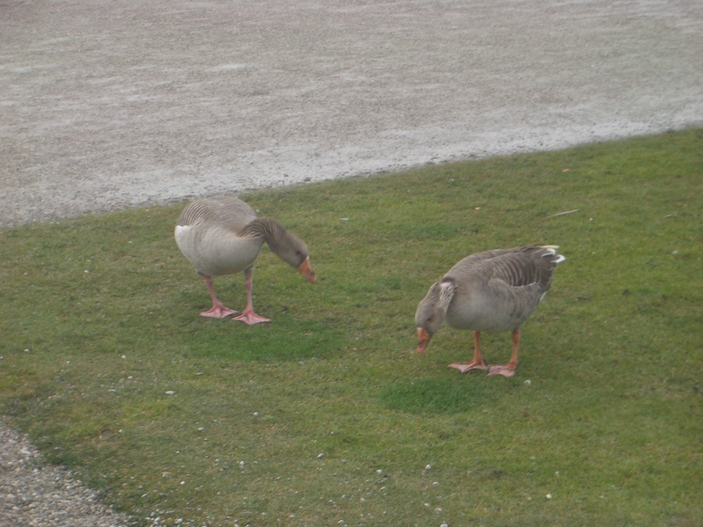 Wildgänse bei Schloss Nymphenburg