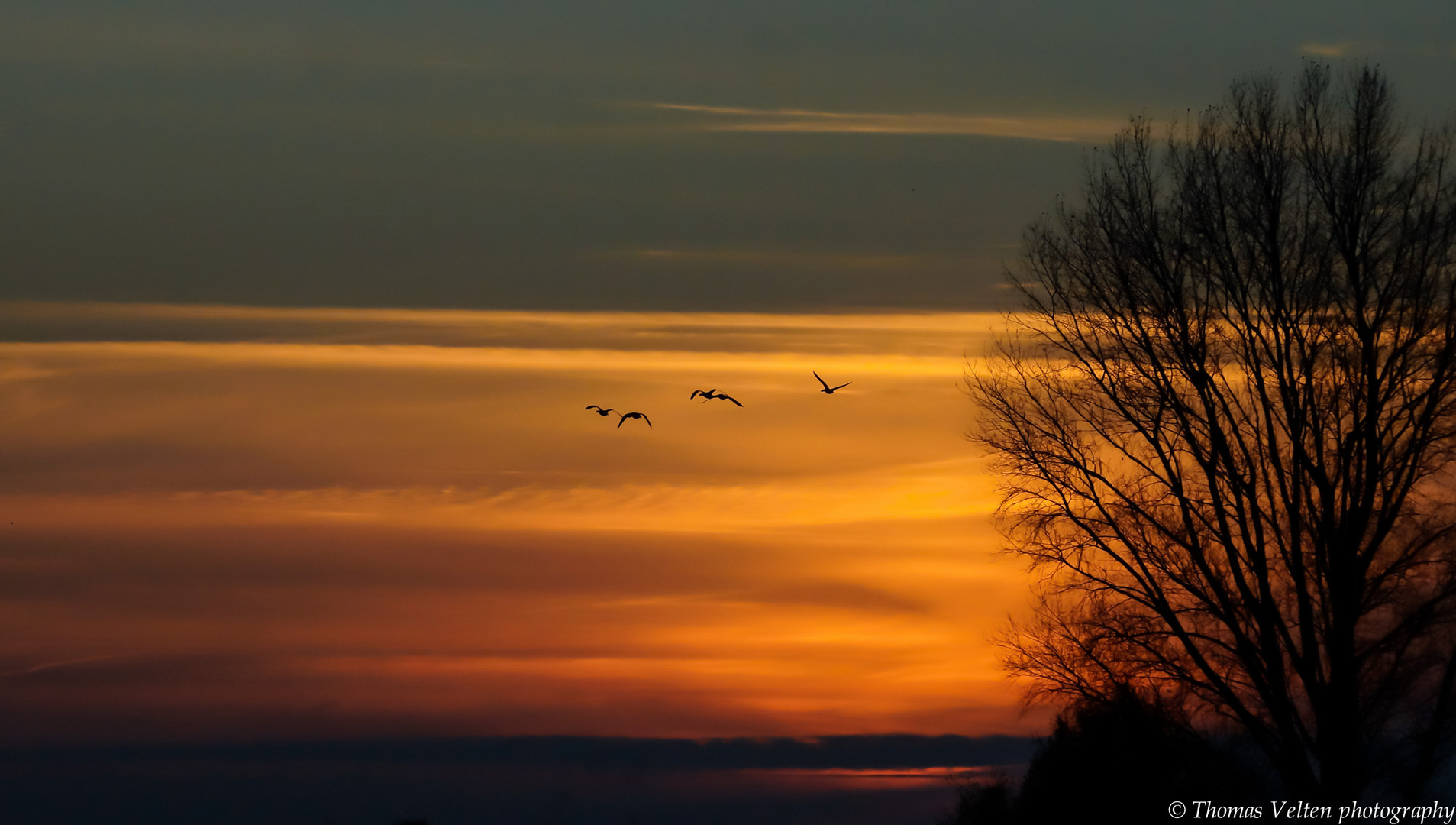 Wildgänse bei Sonnenuntergang am Altrhein bei Kleve-Düffelward