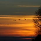 Wildgänse bei Sonnenuntergang am Altrhein bei Kleve-Düffelward