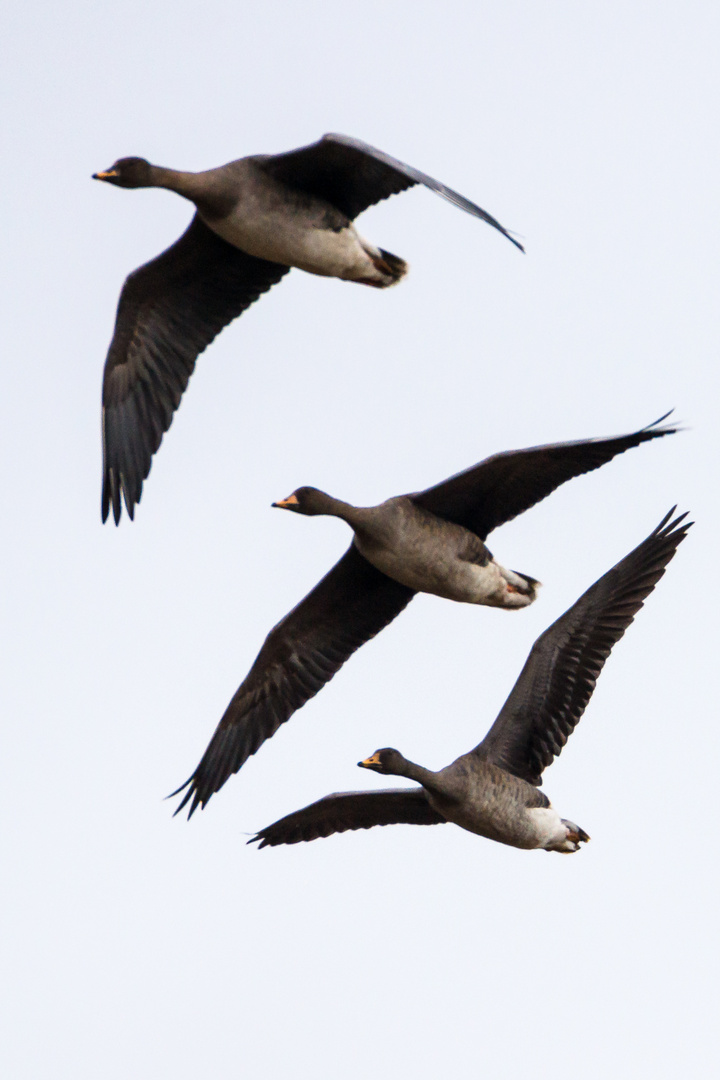 Wildgänse bei Zingst