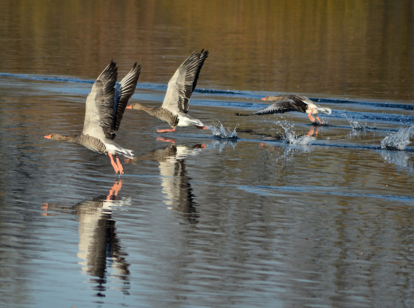 Wildgänse beim Abflug...