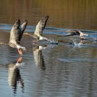 Wildgänse beim Abflug...