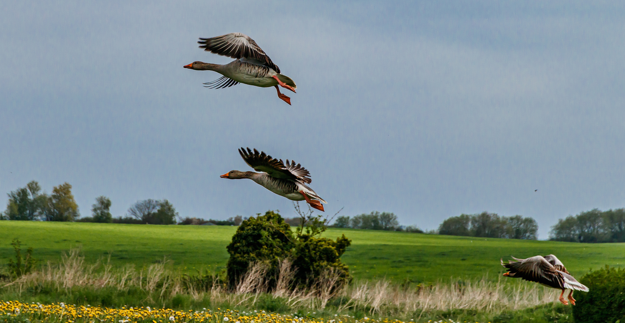 Wildgänse beim Pfingstausflug