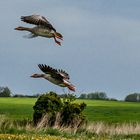 Wildgänse beim Pfingstausflug